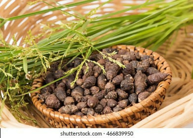 Rishi oil
