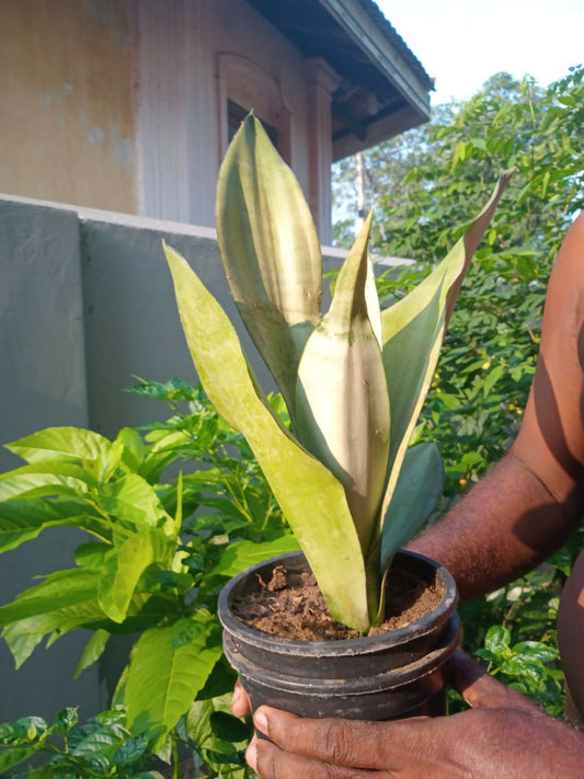 Life Plant