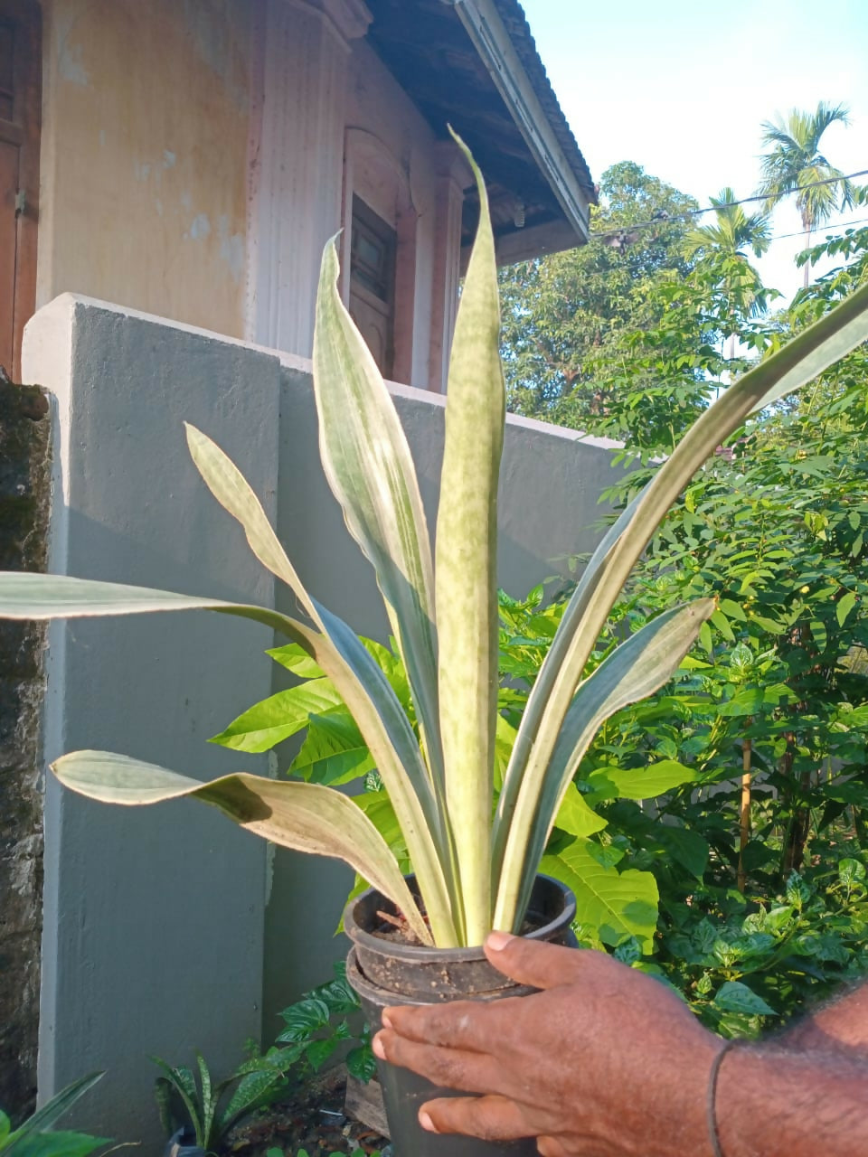 Life Plant