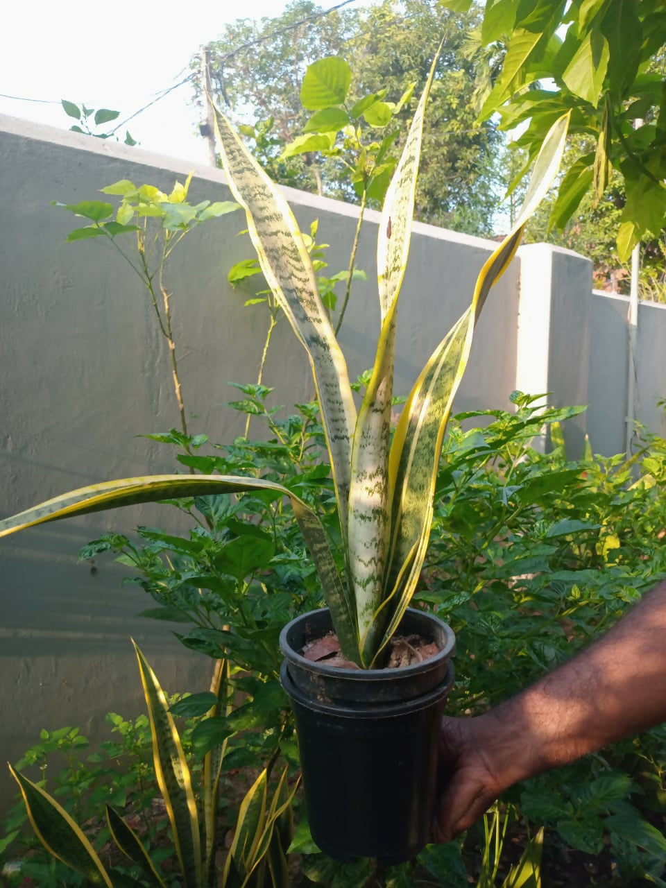 Life Plant