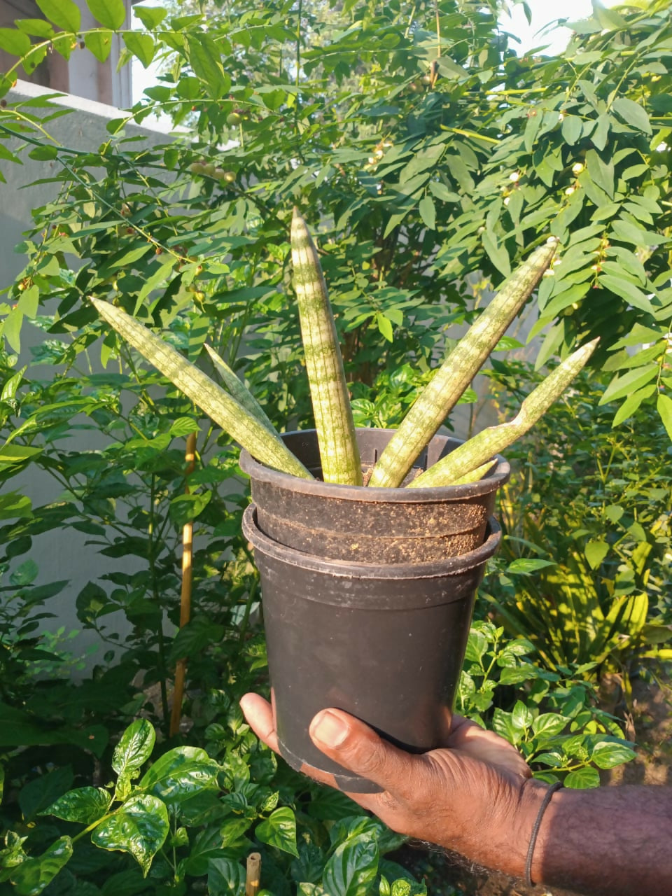Snake plant