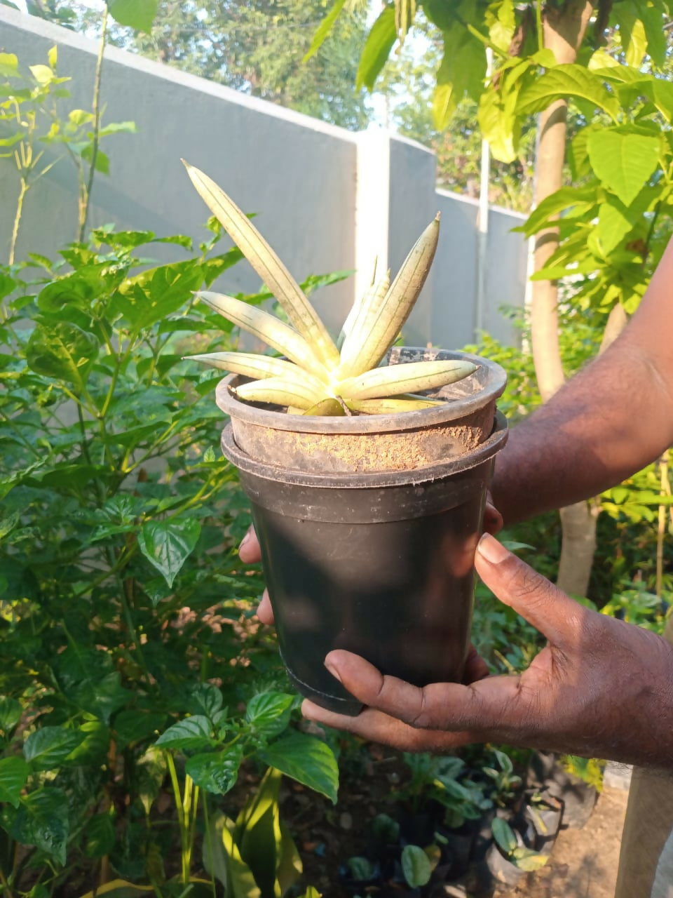 Life Plant